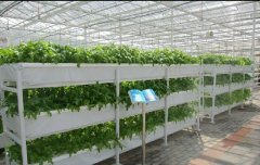 使用康柏宇PC陽光板的溫室大棚室